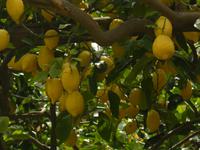 Wandern durch Zironenhaine