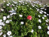 Argostoli