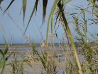 Trapani, Sizilien, Saline