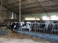 Amstelveen, Käsebauernhof