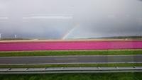 Tulpen und Regenbogen