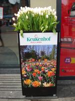 Tulpen in Amsterdam zur Werbung für den Keukenhof