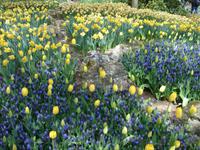 Tulpen auf dem Keukenhof