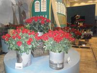 Rosen in allen Varianten