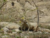 928-Iran_Tang-e-Chowgan-Schlucht