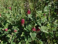 San Andrea Safranfarm (2)