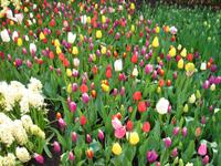Bunte Tulpen