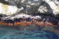 Inselrundfahrt Capri