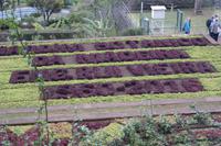 Botanischer Garten Funchal