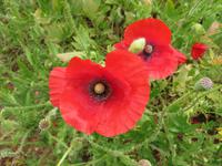 Mohnfeld auf dem Weg nach Cisternino