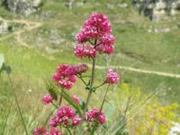 Auf dem Weg zu den Wohnungen der Sassi