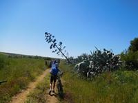 Camino Rural de la Campiña (18)