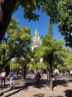 Córdoba (39)
