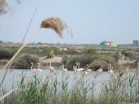 Doñana Park (41)