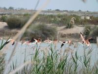 Doñana Park (42)