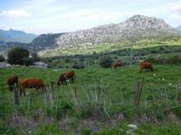 Sierra de Grazalema (32)