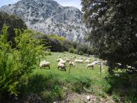 Sierra de Grazalema (43)