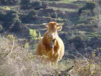 Capileira