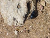 Archeologische Zone Selinunte