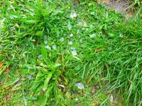 Italien, Paestum, Ausgrabungen