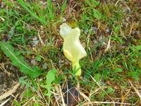 Italien, Paestum, Aronstab