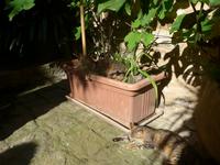 Italien, Cilento, Castellabate, Siesta