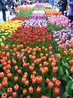 Keukenhof 