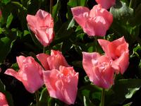 Keukenhof 