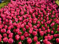 Keukenhof 
