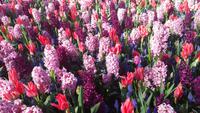 Keukenhof 