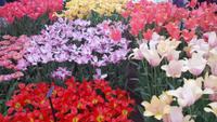 Keukenhof 