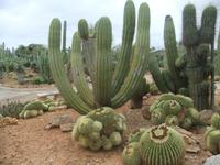 Im botanischen Garten 