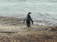Simons Town Boulders Beach