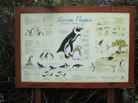 Simons Town Boulders Beach