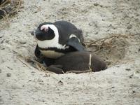 Simons Town Boulders Beach