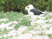 Simons Town Boulders Beach