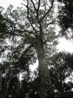 Tsitsikamma National Park Big Tree