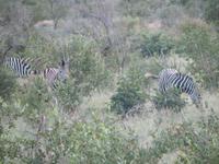 Krüger Nationalpark Zebras