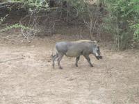 Krüger Nationalpark Warzenschwein