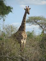 Krüger Nationalpark Giraffe