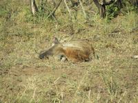 Krüger Nationalpark Hyäne