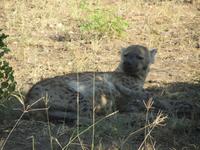 Krüger Nationalpark Hyäne