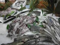 Tintenfische, Merlane und anderes.Meeresgetier