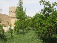 Granatapfelblüten im Dowlatabad Garten