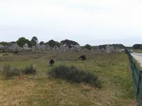 Alignement von Kermario bei Carnac