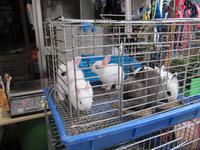 Suzhou - Rikschafahrt - Stopp am Blumen- und Haustiermarkt