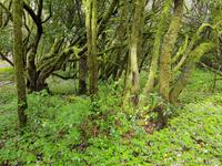La Gomera - Inselhüpfen auf den Kanaren - 12 Tage Rundreise auf den Kanarische Inseln