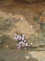 Besuch der Insel Sark