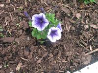 Wanderung von der Bouley Bay zur Rozel Bay