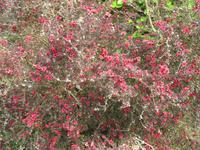 Besuch des Privatgartens der Familie Skinner